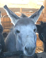 Besuch bei Fridolin
