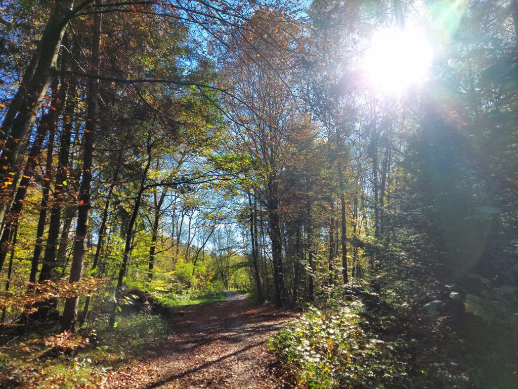 Altweibersommer oder Indian Summer 1 Altweibersommer beim Waldspaziergang
